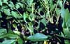 org_soybeans.jpg
